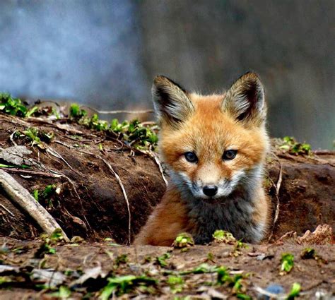 Cute Baby Red Foxes