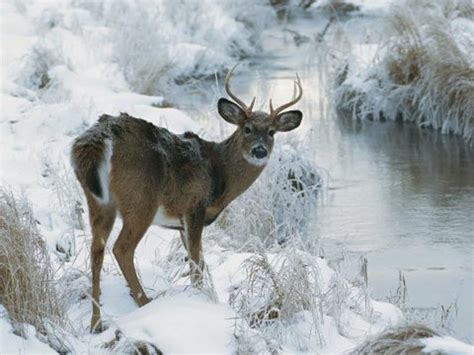 Deer in Snow Wallpaper - WallpaperSafari