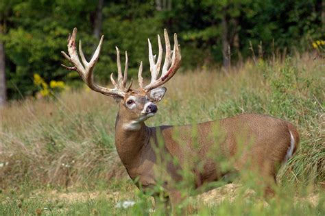 Biggest Whitetail Buck