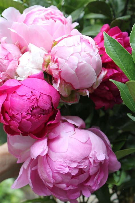 Pink Peonies Wallpaper (46+ images)