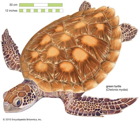 Sea turtle | Description, Species, Habitat, & Facts | Britannica