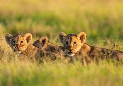 3 Days Masai Mara Luxury Safari, Private Safari Masai Mara 3 Days