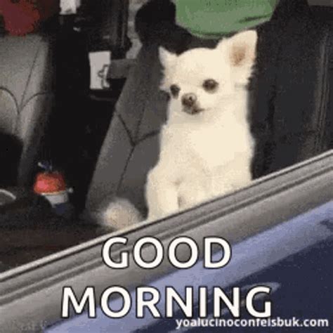 Good Morning Meme Funny Gif - Funny PNG