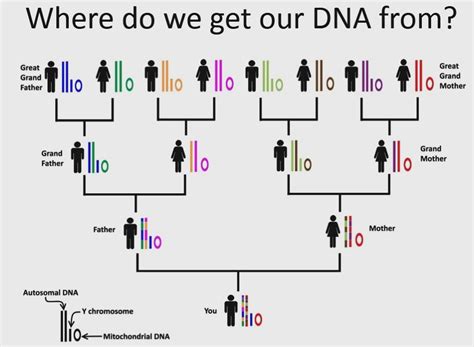 A Genealogy Hunt | Part 923 - Autosomal DNA is NOT Necessarily Genealogy