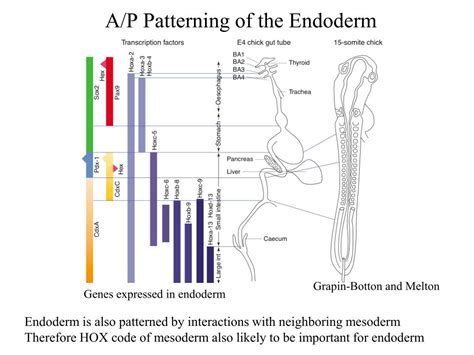 PPT - Organogenesis II: Endodermal Organs PowerPoint Presentation, free ...