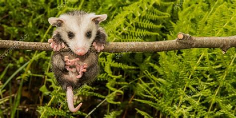 4 FAQ About Opossums - American Bio-Tech Wildlife Services