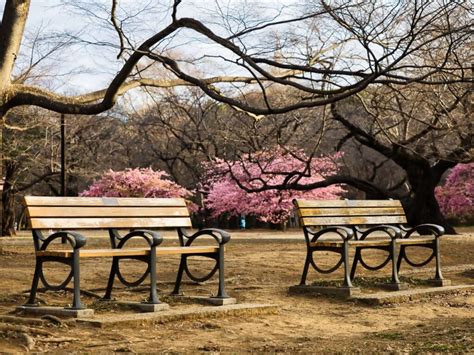 Where To See Cherry Blossom: Tokyo’s 16 Best Sakura Spots – Tokyo Area