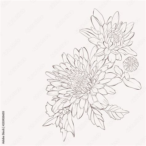 Vector dahlia flower. Autumn flowers bouquet. Element for design. Sketch hand-drawn contour ...