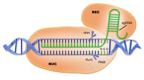 First Human Trial of Gene Editing Technique CRISPR Approved - Science in the News