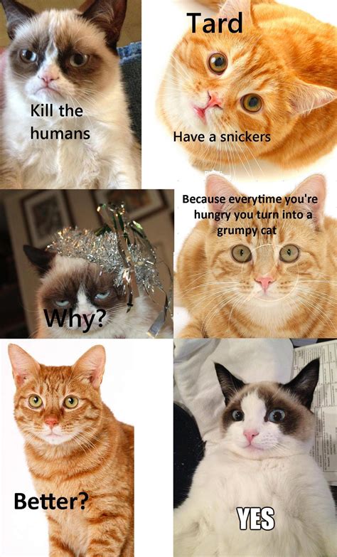 Why Tardar Sauce is Grumpy | Grumpy Cat | Know Your Meme