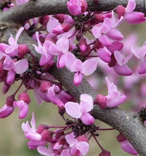 Redbud Tree Seeds | Etsy