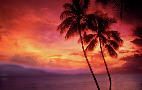 Palm Trees Sunset by Lyle Leduc