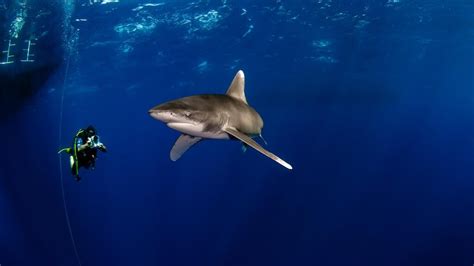 10 Fast Facts About Oceanic Whitetip Sharks - sharksinfo.com