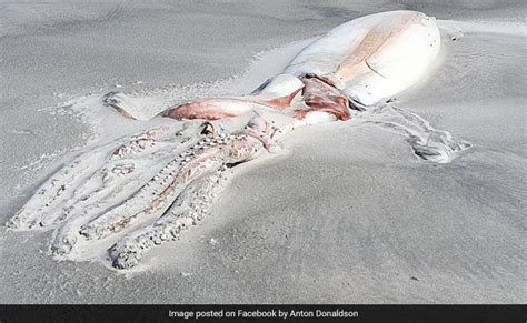 "Once In A Lifetime" Sighting: Giant Deep-Sea Squid Carcass Washes Up ...