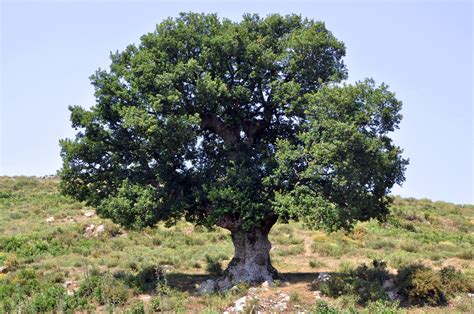 File:Oak tree in Corsica.jpg - Wikimedia Commons