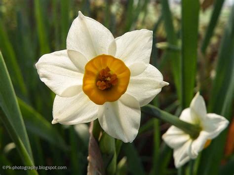 Narcissus tazetta Flower | Nature, Cultural, and Travel Photography Blog