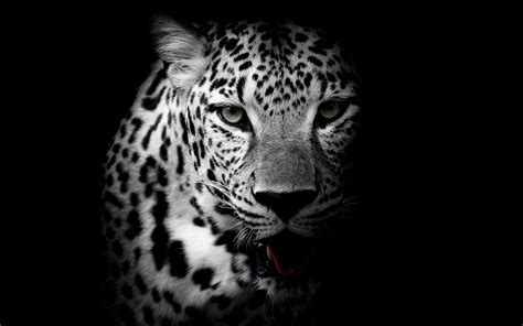 Leopard Wallpaper, Animal Wallpaper, Leopard Tapete, Animal Photography, Stock Photography ...