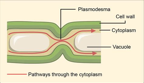 Biology 2e, The Cell, Cell Structure, Connections between Cells and ...