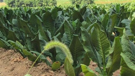 The New Humanitarian | Growing interest in tobacco farming