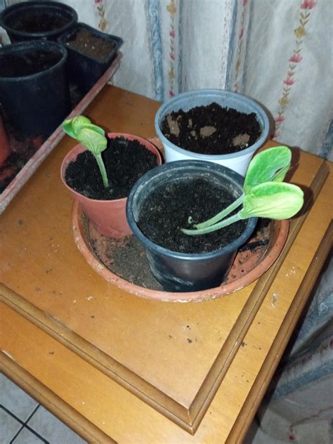 Should i separate these pumpkin seedlings or should i wait? : r/gardening