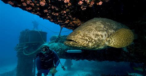 Goliath grouper on the menu? FWC considers opening up a limited season for the first time in ...