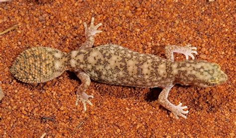 New gecko species discovered - Australian Geographic