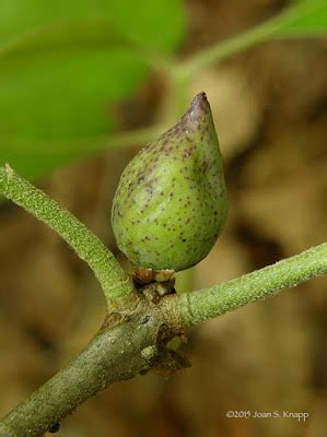 Anybody Seen My Focus?: Mystery Oak Gall Identified: Cynipid Wasp (Amphilbolips acuminata) Gall ...