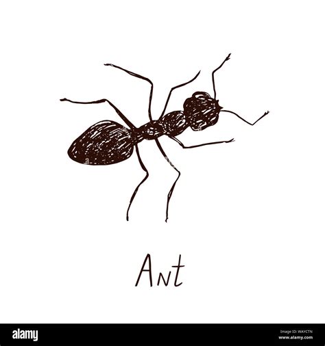 Ant Drawing