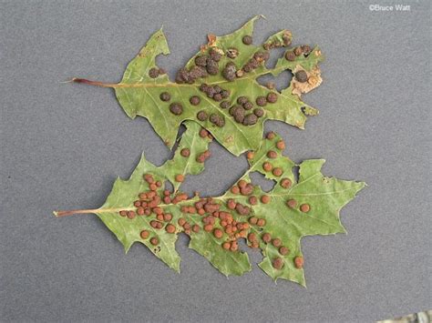 Oak - Oak Leaf Gall - Cooperative Extension: Insect Pests, Ticks and Plant Diseases - University ...