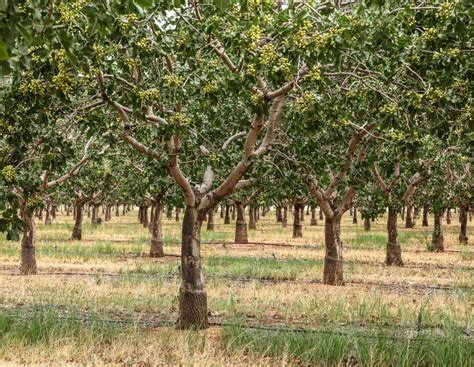 Where Do Pistachio Nut Trees Grow? - Garden.eco