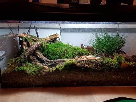 Giant African Land Snail Tank Setup | edu.svet.gob.gt