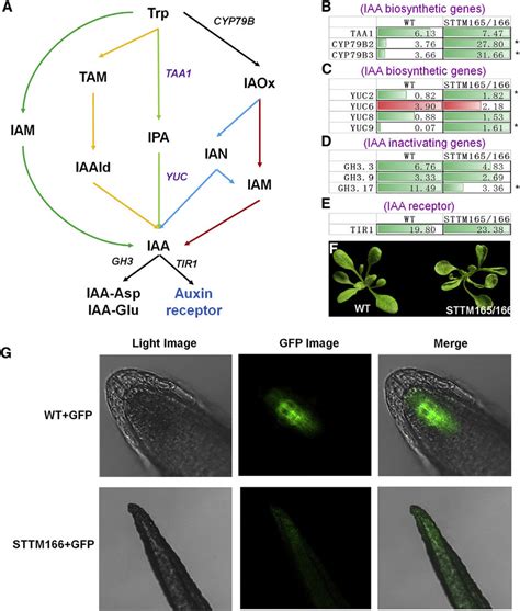Upregulation of Indole-3-acetic acid (IAA) Biosynthesis and Metabolism ...
