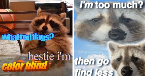 Raccoon Memes For All You Party Animals About To Have A Trashy Weekend (24 Memes) - Animal ...