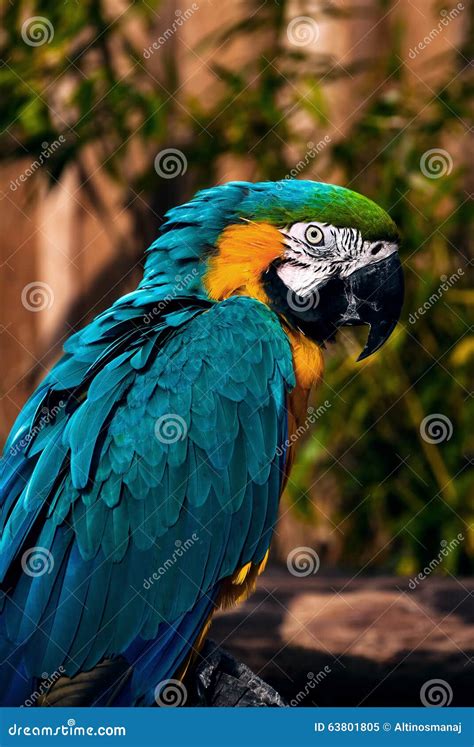 Blue Green Orange Macaw Talking Parrot Portrait Closeup Stock Photo - Image: 63801805