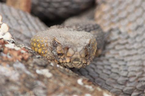 First Aid for Timber Rattlesnake Bite