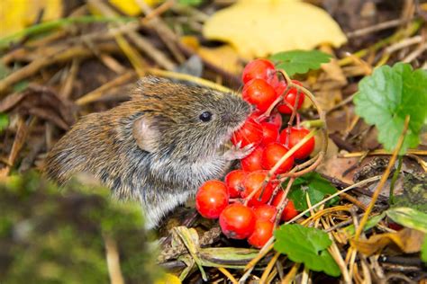 How to Get Rid of Voles and Keep Them Away from Your Property