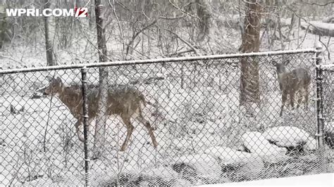 VIDEO NOW: Deer in the snow