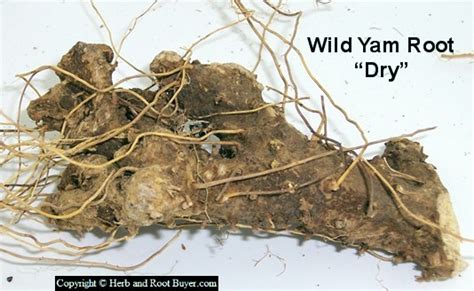 Wild Yam – Dioscorea villosa | Root Buyer