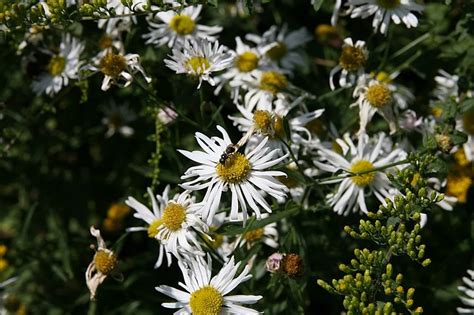 15 Types of Aster Flowers to Grow at Home (with Pictures) | House Grail