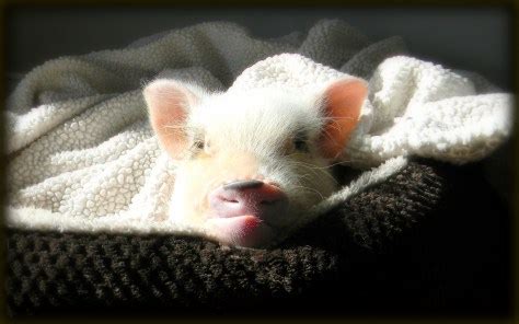 Mini Pig Sleeping Habits | Life with a Mini Pig