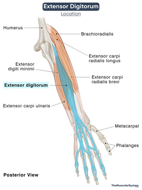 Extensor Digitorum: Action, Origin, Insertion, Diagram