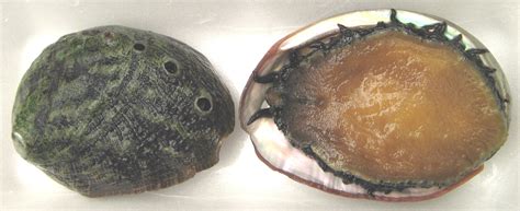 Abalone Facts | Underwater Audio