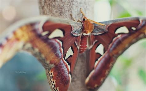 butterfly, wings, spots Wallpaper, HD Macro 4K Wallpapers, Images and Background - Wallpapers Den