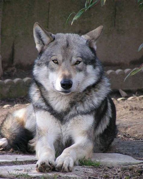 Saarloos Wolfdog Breed Info, History, Temperament, Training, Puppy, Pictures