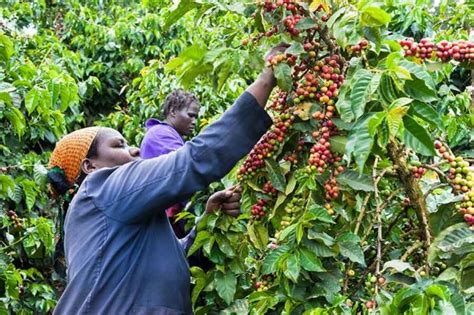 Nature-positive farming techniques in Africa improving crop yields