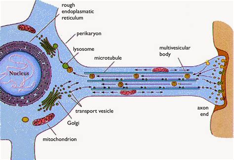 Diagram Of An Axon