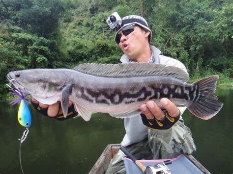 Thailand Giant Snakehead (Toman) And Wild Fishing.: Wild Fishing Thailand !!! Giant Snakehead ...