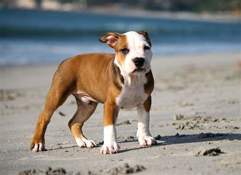 Corgi Mix With Pitbull FAQs [With Photos]