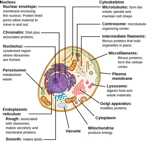 Microtubule Animal Cell