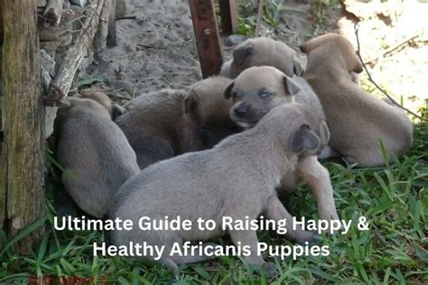 Healthy Africanis Puppies: Ultimate Guide » Dog Discussions